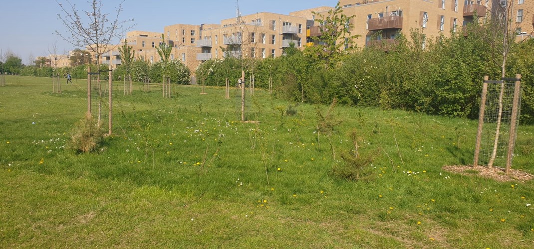 Rectory Park Community Orchard 2